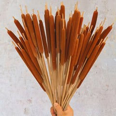 20pcs Realistic Dried Cattail Stems - Natural Brown, Long 17" Bundles for Wedding, Home, Office, Garden Decor - Rustic Floral