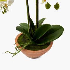 Faux Phalaenopsis Orchid in Terracotta Pot